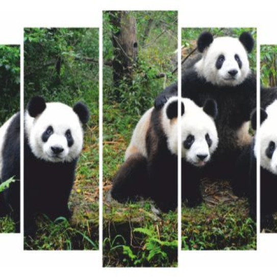Модульная картина Панды
