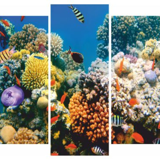 Модуль Кораллы